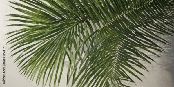 Fototapeta Deep emerald green palm frond, sunlit surface detail ,  vein,  wallpaper