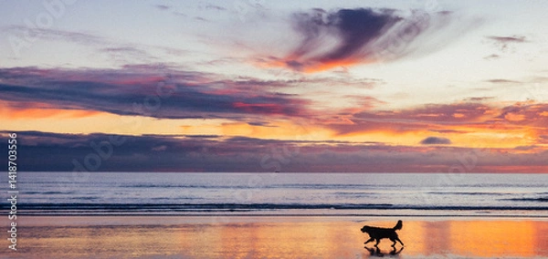 Obraz A dog runs across the reflective wet sand on a beach at sunrise