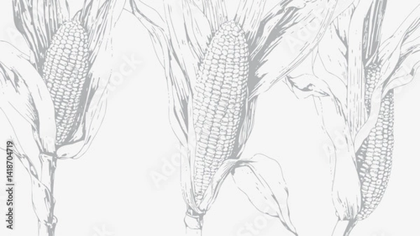 Fototapeta The image presents a detailed botanical illustration of three ears of corn rendered in meticulous pencil strokes.  The grayscale palette emphasizes the textural variations within the corn husks 