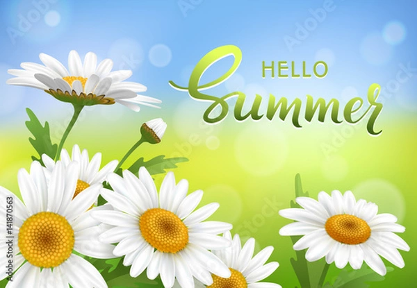Fototapeta Hello Summer handmade lettering and meadow with realistic daisy, camomile flowers on transparent background. Vector illustration
