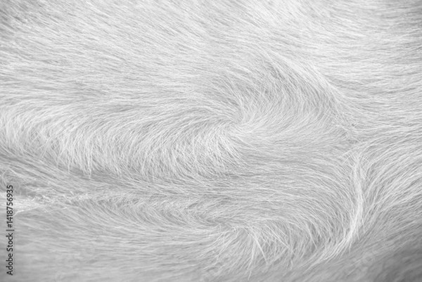 Fototapeta Fur short smooth texture of white grey dog background