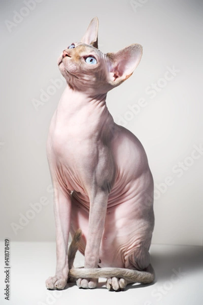 Obraz canadian sphinx cat 