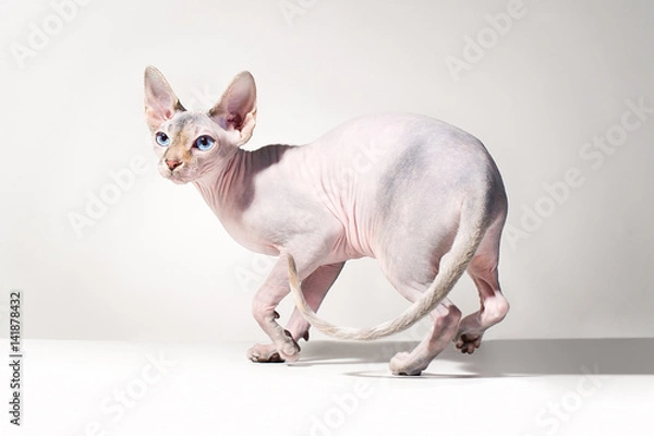 Obraz canadian sphinx cat 