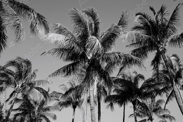 Obraz Black and White Palm Trees in South Beach, Miami
