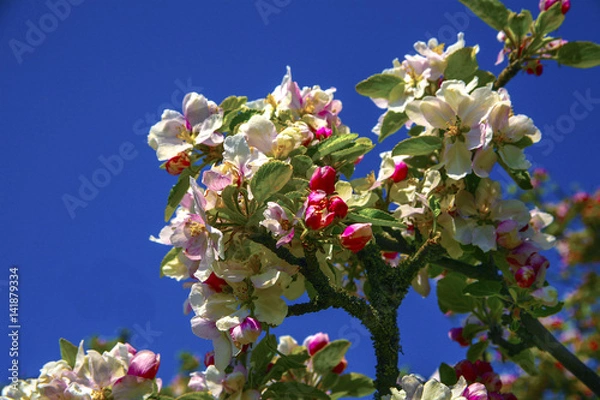 Obraz Äppelblommor