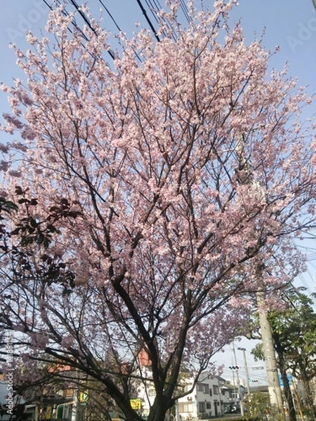 Fototapeta 桜