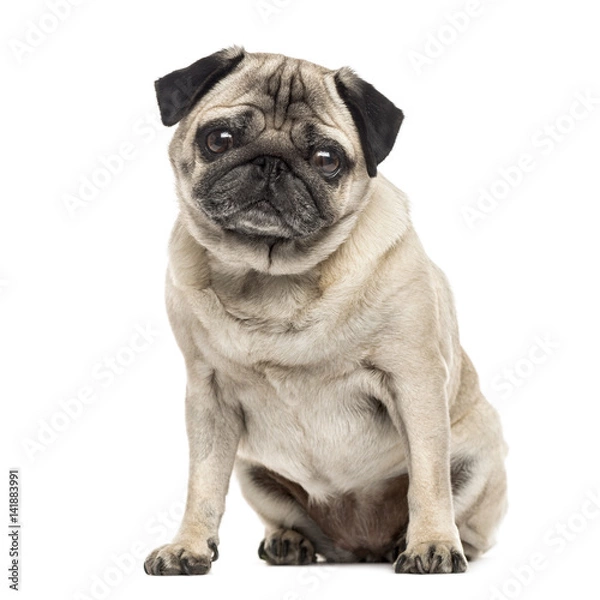 Fototapeta Pug sitting, 6 years old , isolated on white