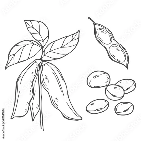 Obraz Hand drawn vector illustration of soybean, leaf, pod. Black and white isolated objects collection.