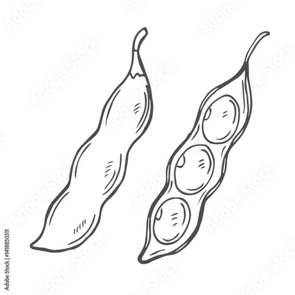 Obraz Soy bean, Soybean vector illustration. Soybean engraving isolated on white background.