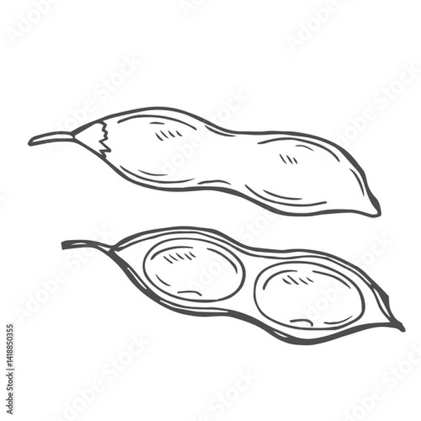 Obraz Soy bean, Soybean vector illustration. Soybean engraving isolated on white background.