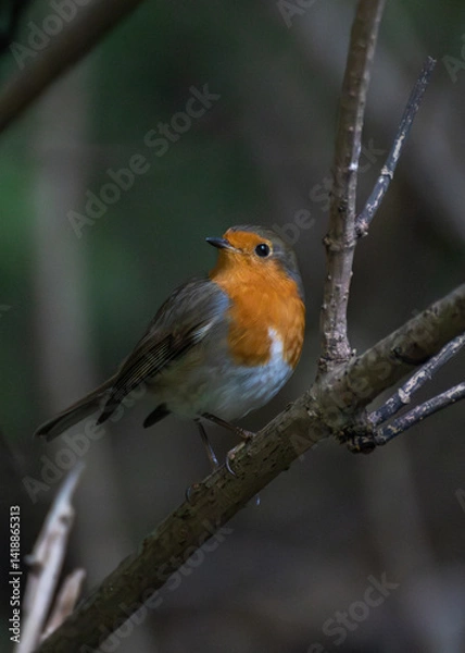 Obraz robin red breast