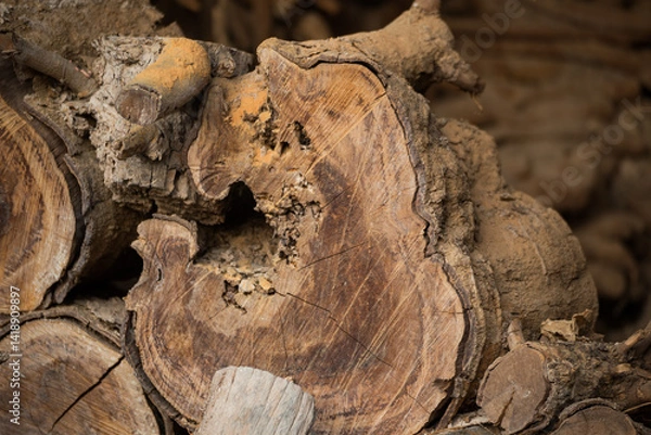 Fototapeta Wooden logs close-up natural environment nature photography rustic setting detailed texture