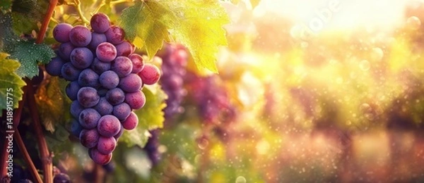 Fototapeta Close-up of ripe purple grapes on vibrant green grapevine with soft golden sunlight and bokeh background in warm autumn colors
