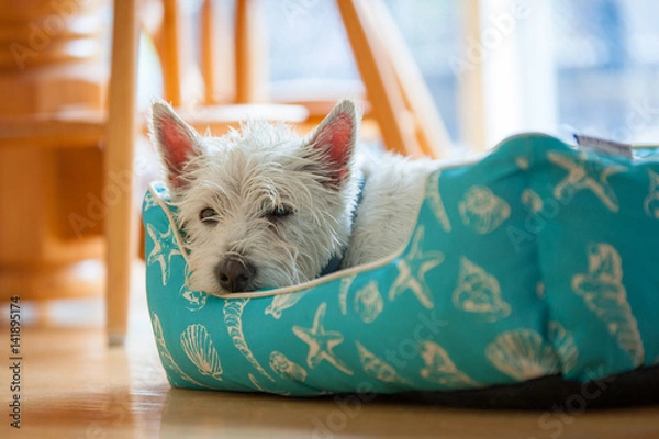 Obraz Wet Sleeping Dog