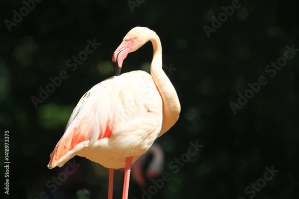 Fototapeta Flock of flamingo’s rest in a standing position. Some sat down on the ground