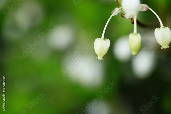 Fototapeta 春に満開のドウダンツツジ