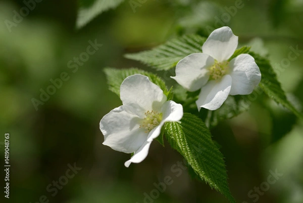 Fototapeta シロヤマブキ