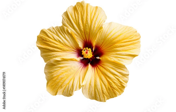 Fototapeta A yellow hibiscus flower on a transparent background