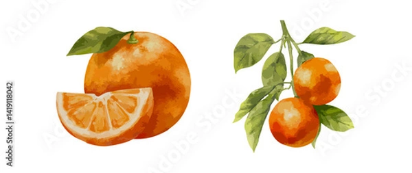 Obraz Watercolor vector illustration of ripe orange fruit with slice and leafy branch. Citrus hand drawn botanical element for packaging label kitchen print and organic food design