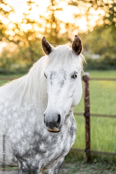 Fototapeta Beautiful grey horse pony with dapples portrait 