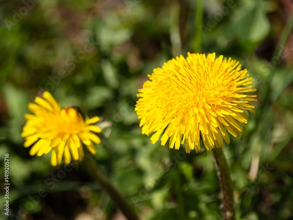 Obraz Close-up of two bright yellow dandelion flowers in a green grassy field.