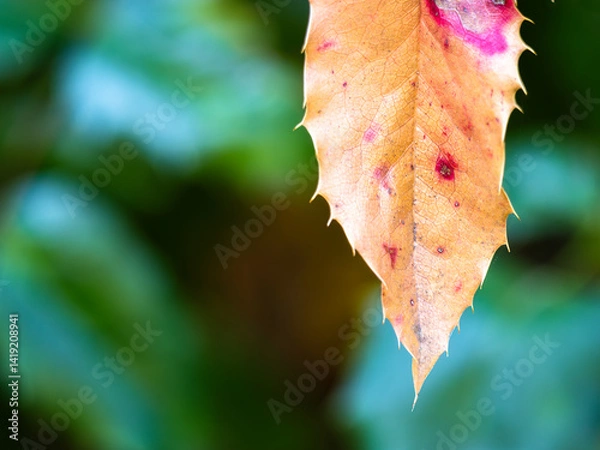 Obraz Close-up of a single autumn leaf with jagged edges and red spots, set against a blurred green background.