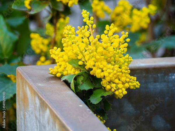 Obraz Bright yellow flowers with green leaves growing over the edge of a metal planter.