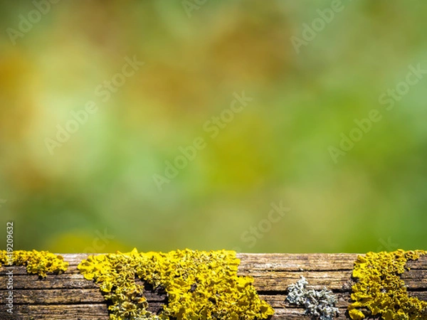 Obraz Colorful Lichen on Wood with Blurred Green Background