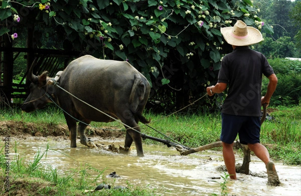 Obraz thailand: rice farming