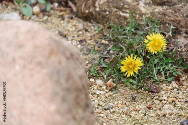 Obraz Two Yellow Dandelions Blooming Near a Rock in Gravel