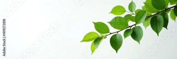 Obraz A single isolated tree branch with leaves and foliage on a grayish-white background, leaves, isolated