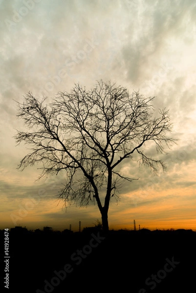 Obraz Sunset and silhouette trees