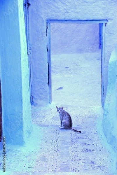 Obraz cat in morocco
