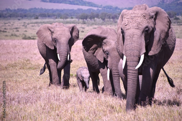 Obraz elephant in safari