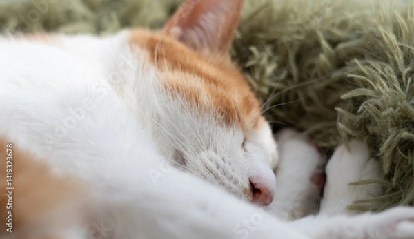 Fototapeta 窓辺で眠る可愛い猫　茶トラ白	