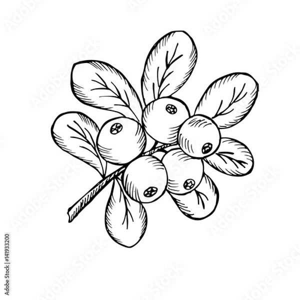 Obraz Borówka brusznica z liśćmi i gałęziami. Ilustracja doodle szkic ręcznie rysowane pęczek dojrzałej borówki brusznicy. Na białym tle Vintage w stylu retro. Dojrzała żurawina z liśćmi i gałęziami.