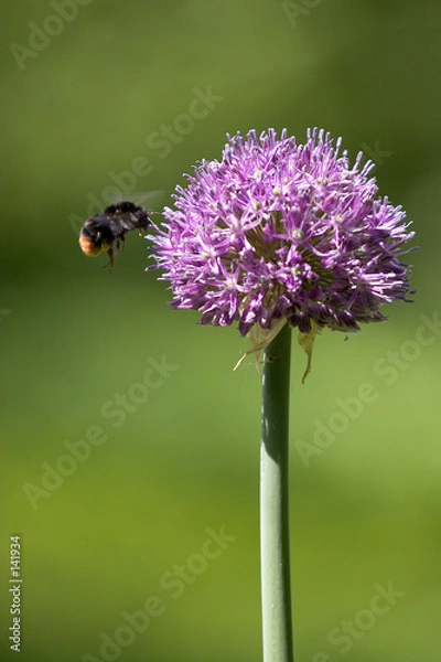 Obraz bumblebee and flower