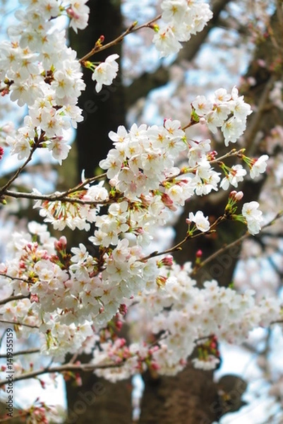 Fototapeta 上水橋周辺の桜の風景11
