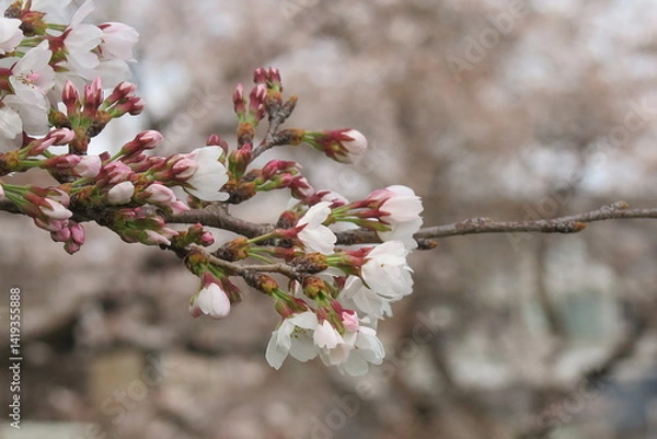 Fototapeta 上水橋周辺の桜の風景7