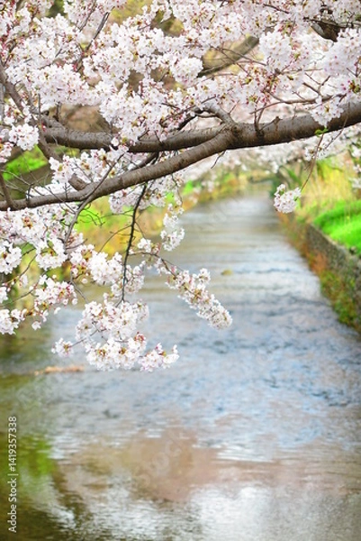 Fototapeta 上水橋周辺の桜の風景7