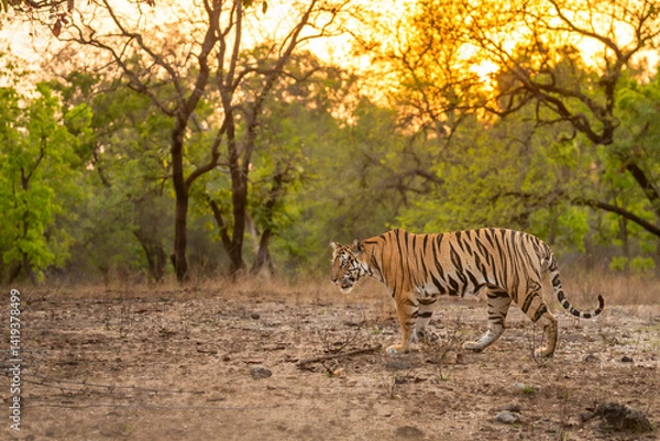 Fototapeta wild female bengal tiger or panthera tigris bandhavgarh national park forest reserve madhya pradesh india. tigress side profile walking territory marking in golden hours evening wildlife summer safari