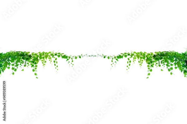 Fototapeta vine frame leaf vine circle Isolate on transparent background PNG file