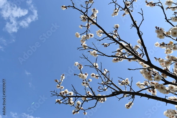 Fototapeta 梅の花