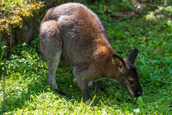 Fototapeta 草原のカンガルー