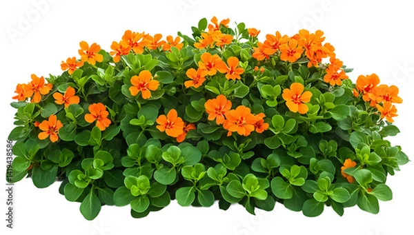 Obraz Orange flower bush isolated on a transparent background