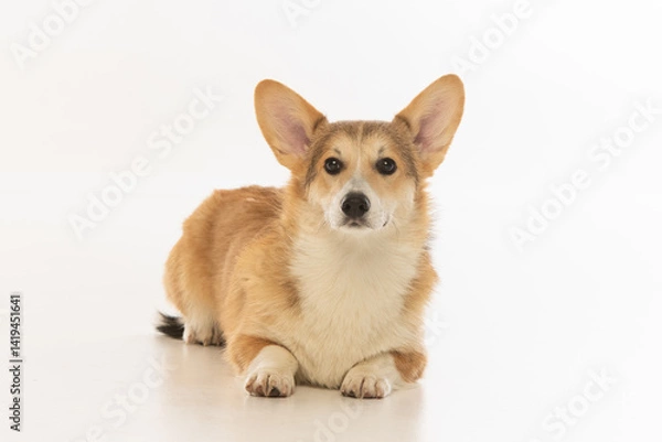 Fototapeta Welsh Corgi Pembroke on white background