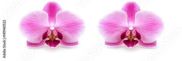 Obraz Two Pink Orchids Isolated On White Background