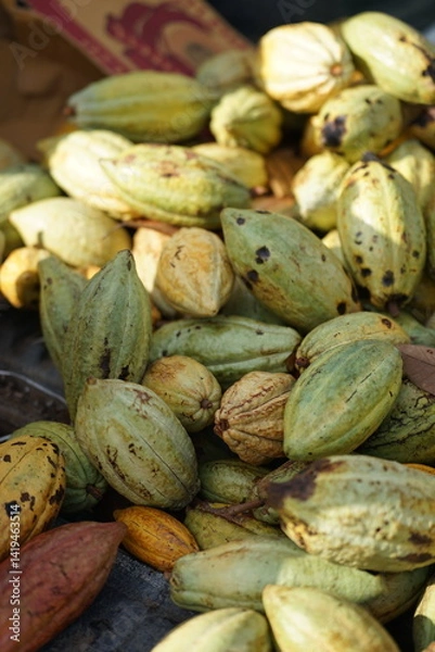 Fototapeta Fresh cacao pods in shades of green and yellow with brown spots, harvested as the key ingredient for making chocolate.