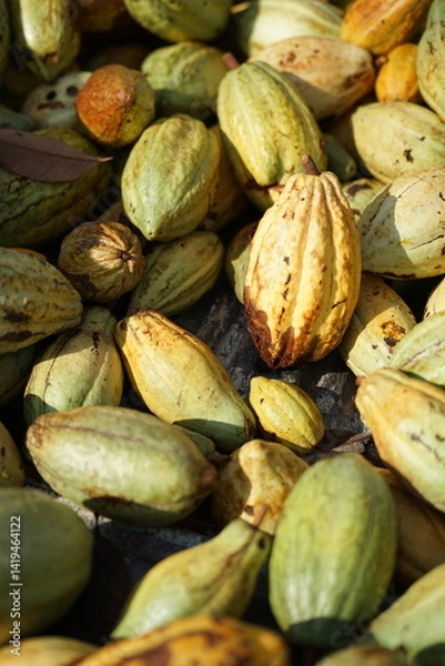 Fototapeta Fresh cacao pods in shades of green and yellow with brown spots, harvested as the key ingredient for making chocolate.