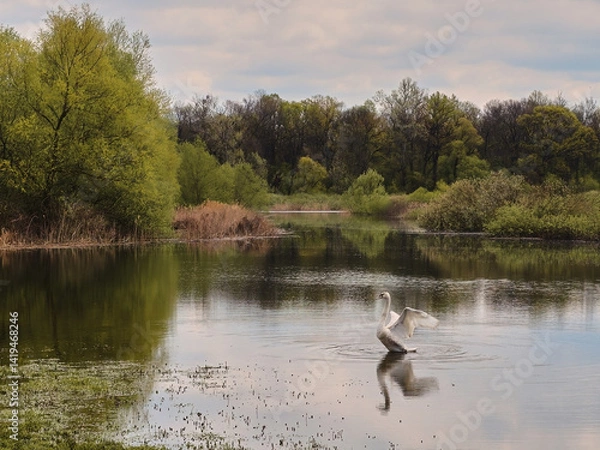 Fototapeta Obedska pond - Obedska bara large swamp and forest area and natural reserve along Sava river in Serbia with swan in the water